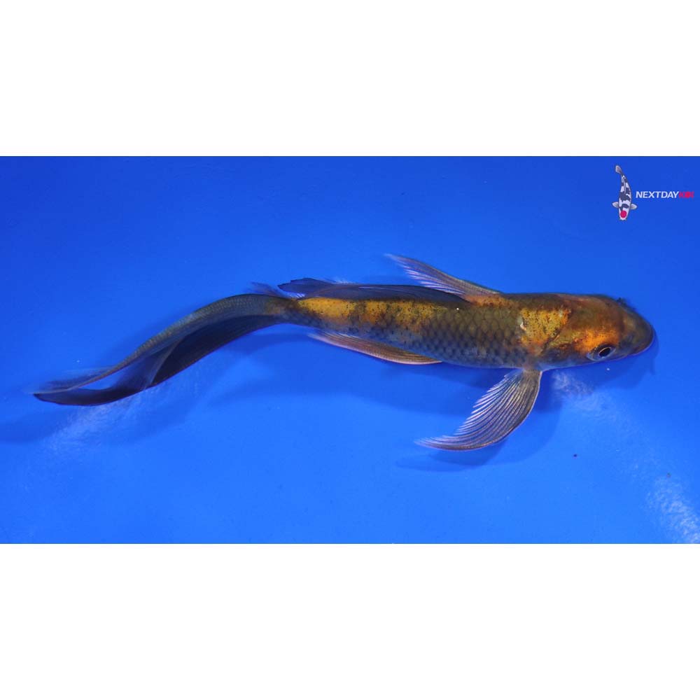 5.5” Imported Kin Hi Utsuri Butterfly Koi