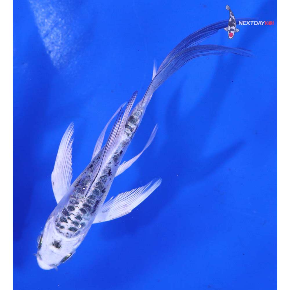 4” Imported Heisei Nishiki Butterfly Koi