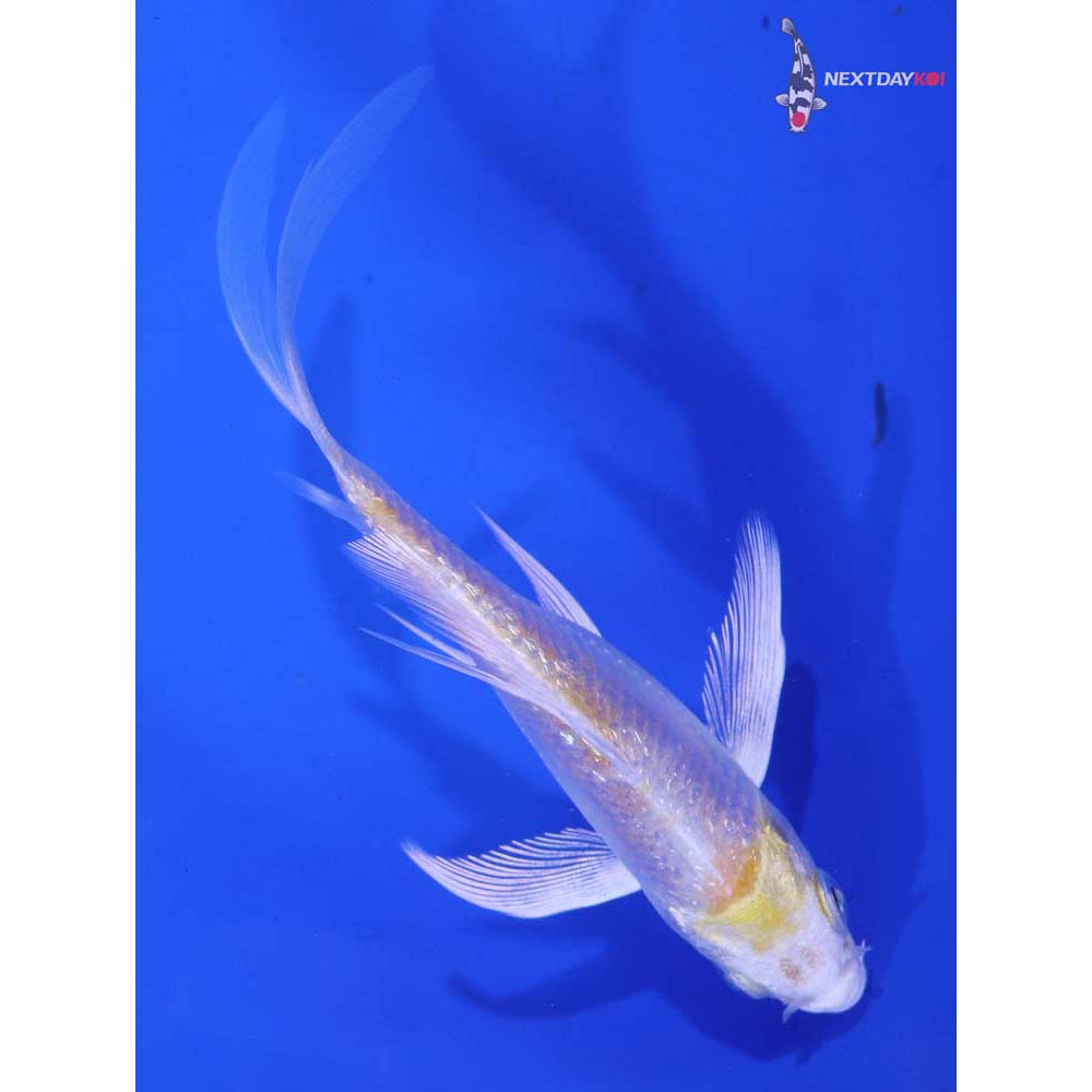 4” Imported Gin Rin Lemon Hariwake Butterfly Koi