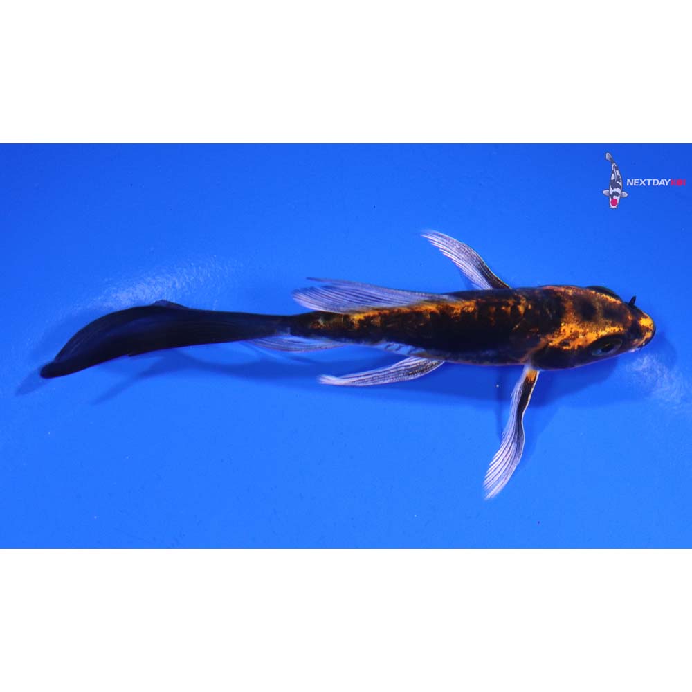 4” Imported Kin Kikokuryu Butterfly Koi
