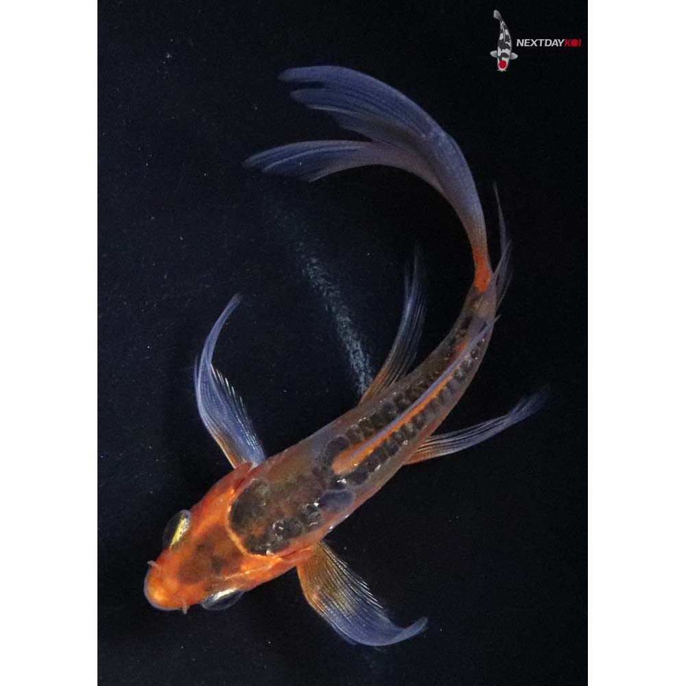 4” Imported Hana Shusui Butterfly Koi