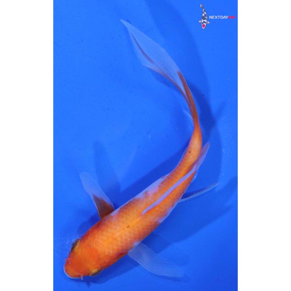 4.5” Imported Kohaku Butterfly Koi