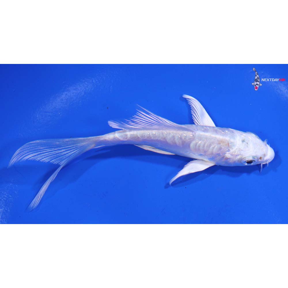 4.5” Imported Doitsu Platinum Ogon Butterfly Koi
