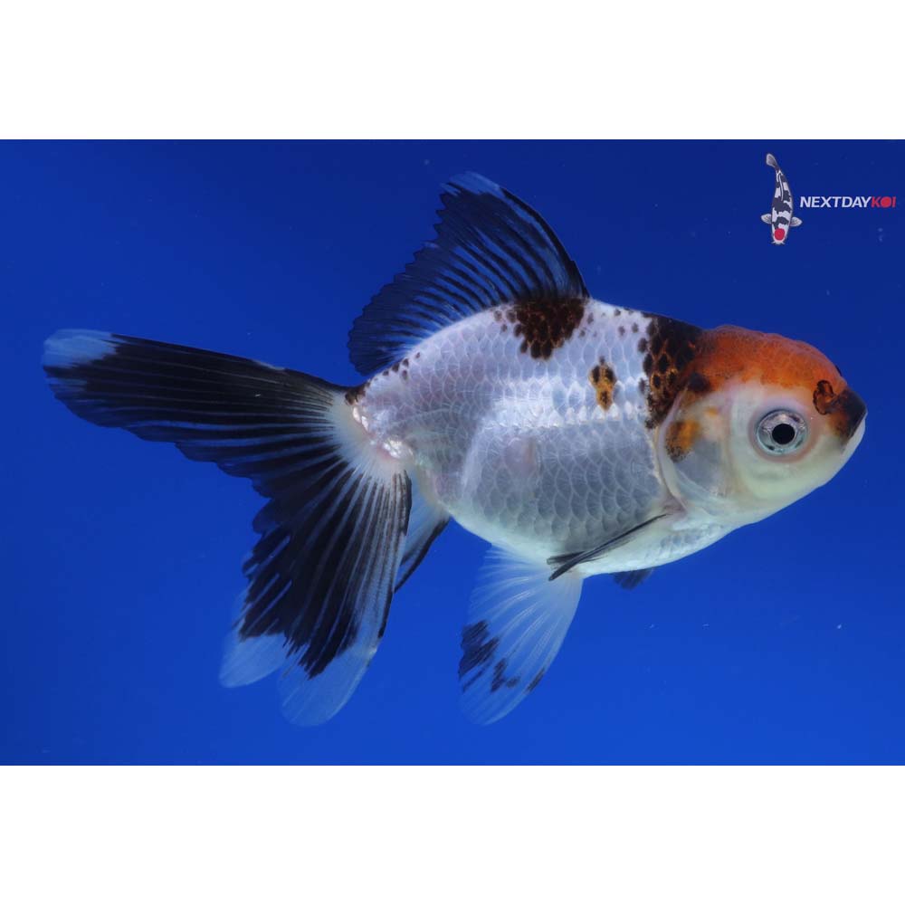 4” Imported Tri Color Panda Oranda