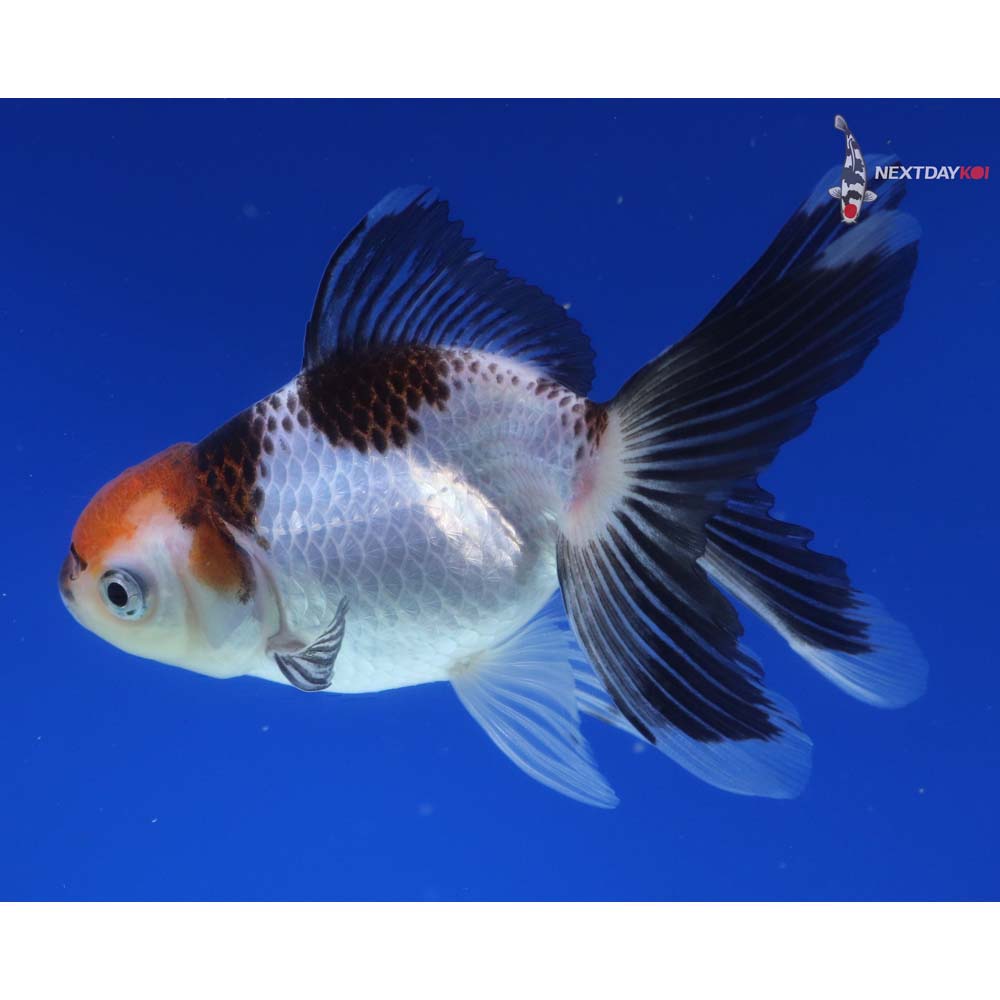 4” Imported Tri Color Panda Oranda