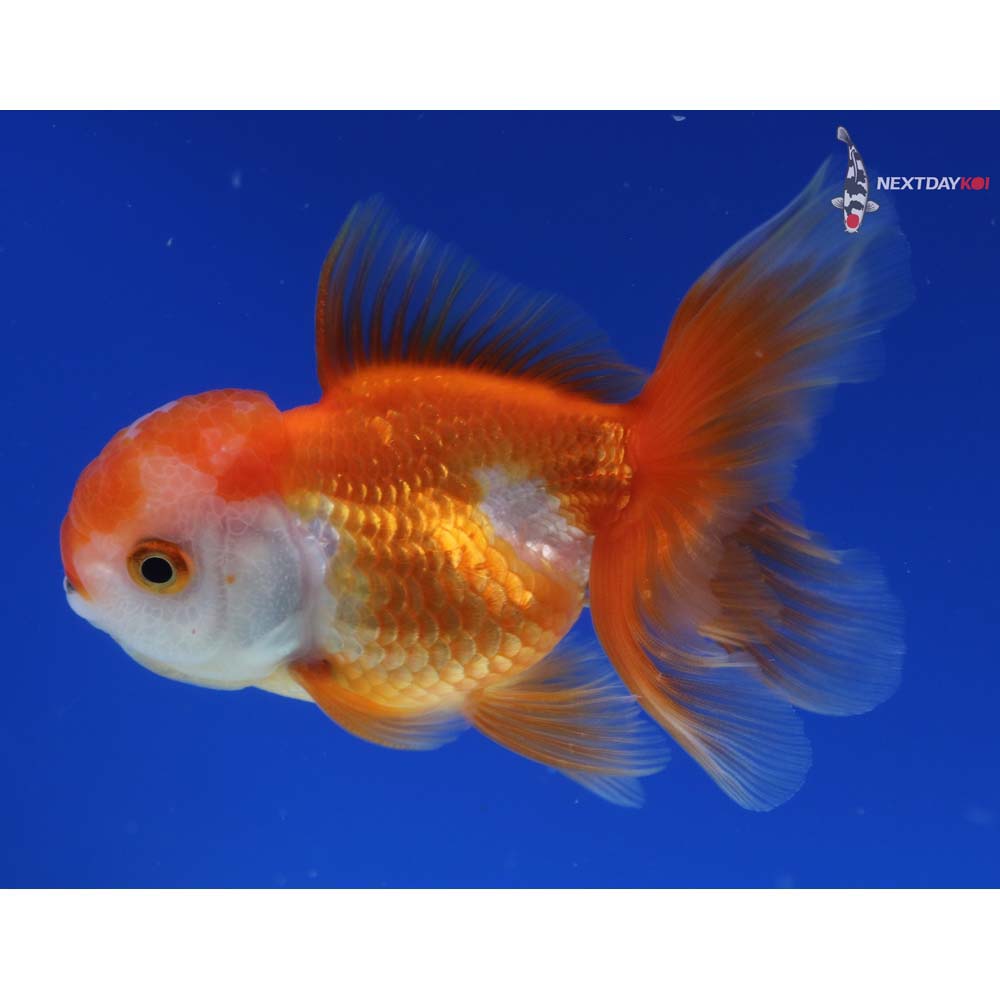 4” Imported Red and White Oranda