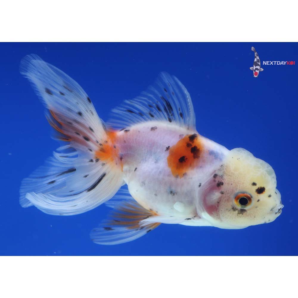 4” Imported Calico Oranda