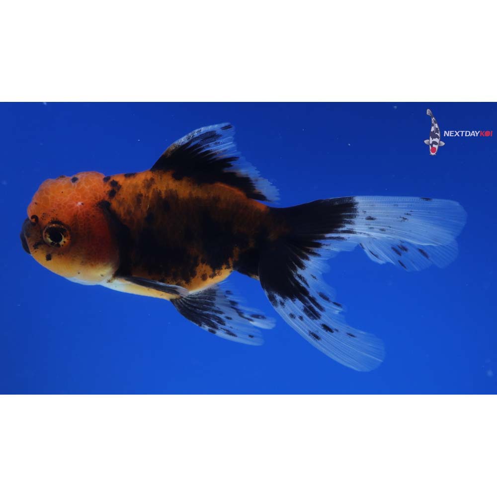 4” Imported Calico Oranda