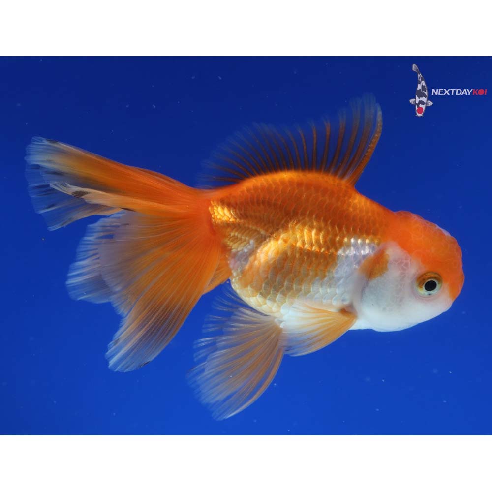 4.5” Imported Red and White Oranda