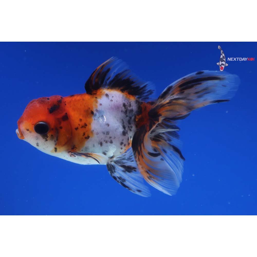 3.5” Imported Calico Oranda