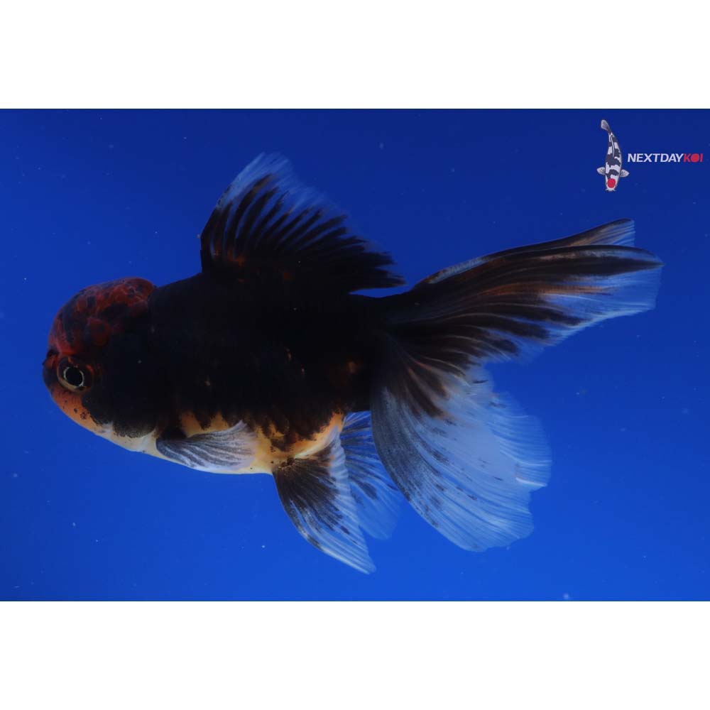 4.5” Imported Calico Oranda