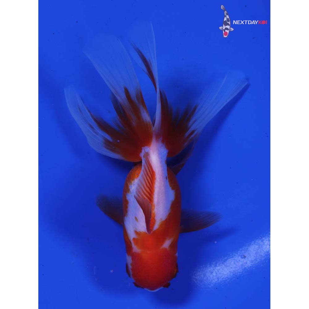 4.5” Imported Red and White Oranda
