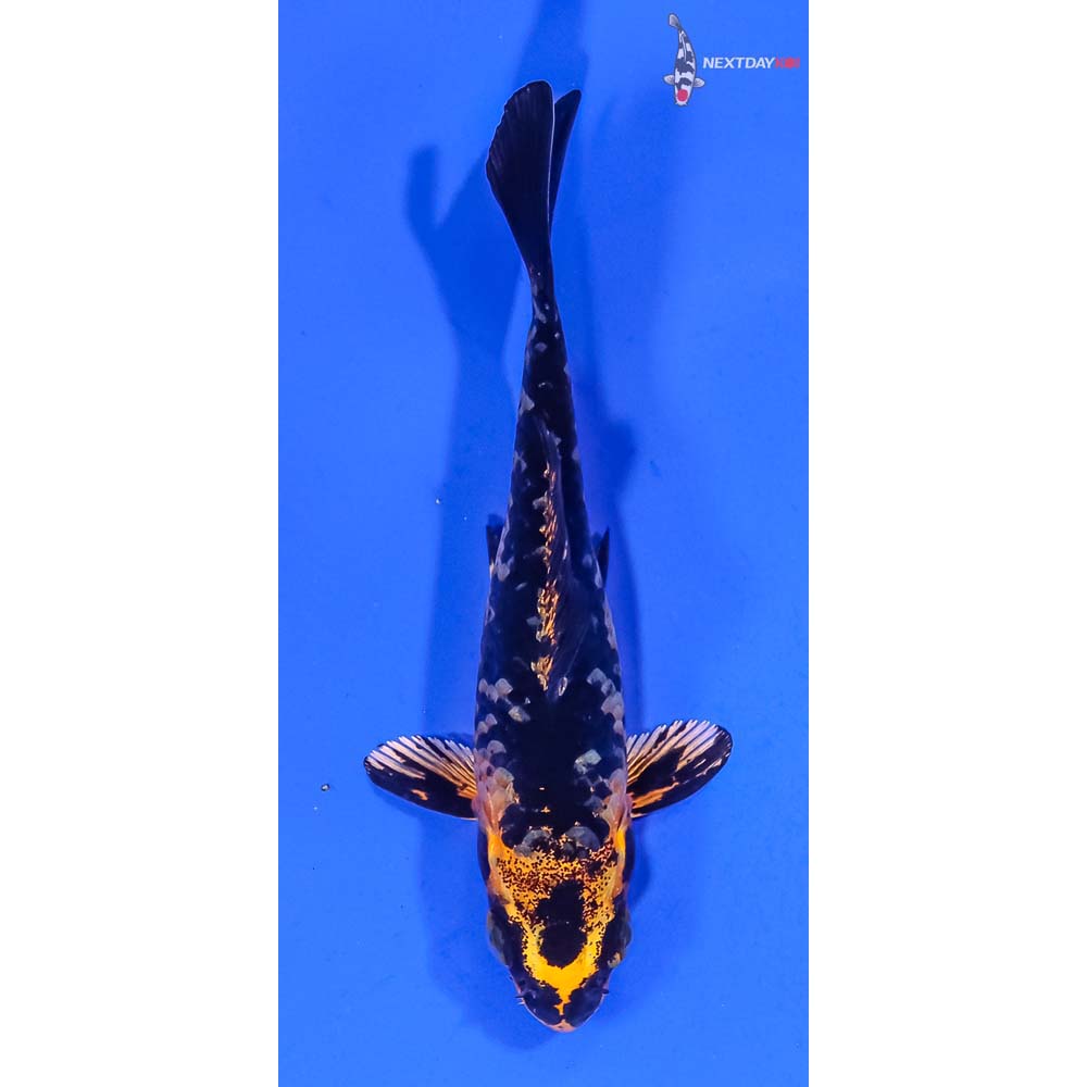 3” Imported Kin Ki Bekko