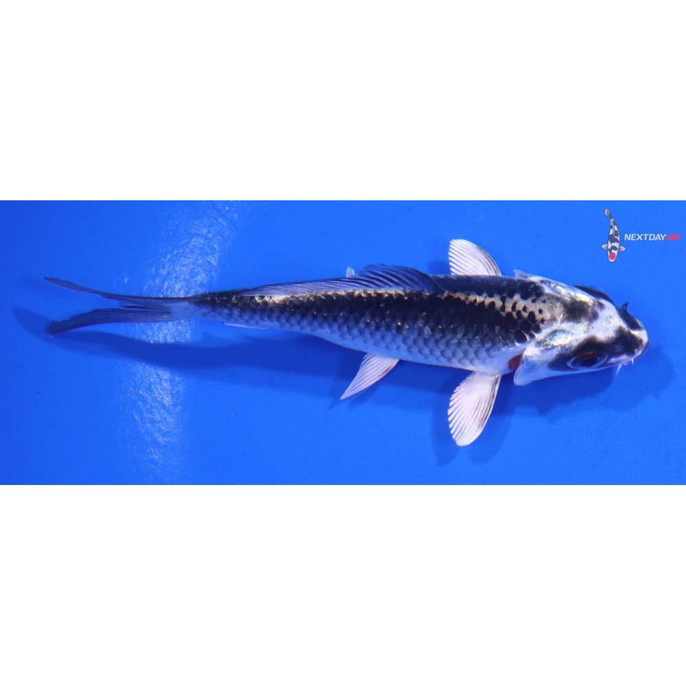 3.5” Imported Gin Matsuba