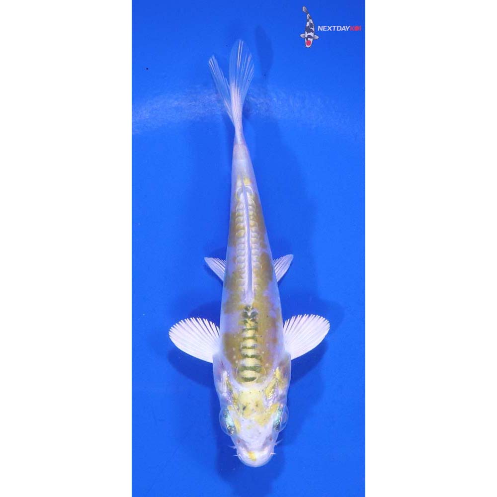 3.5” Imported Doitsu Kujaku