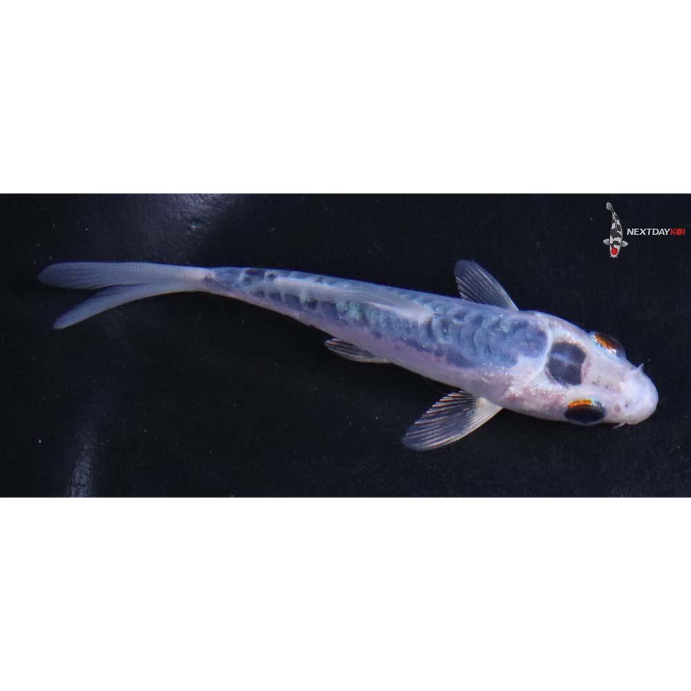 3.5” Imported Doitsu Gin Matsuba