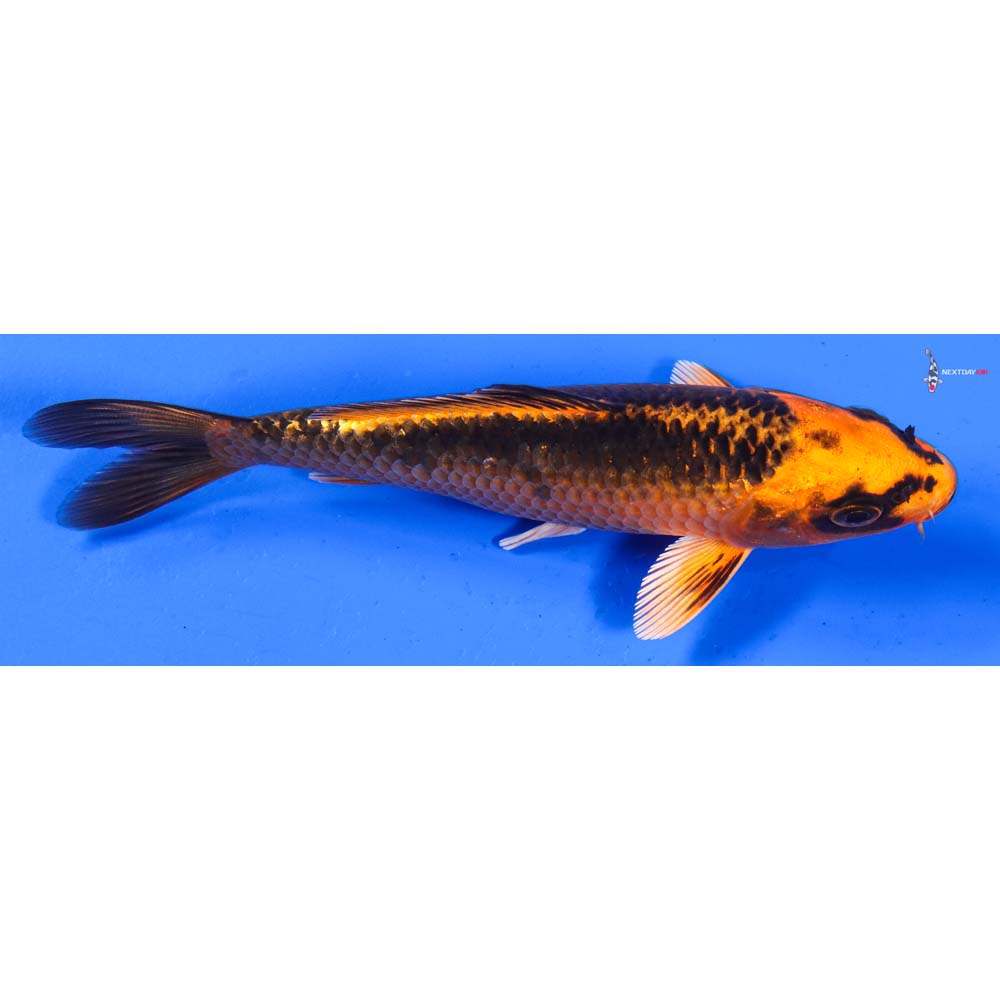 5.5” Imported Orenji Matsuba