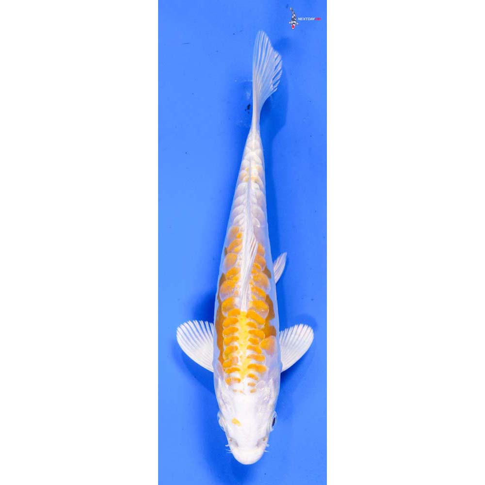 6” Imported Doitsu Lemon Hariwake