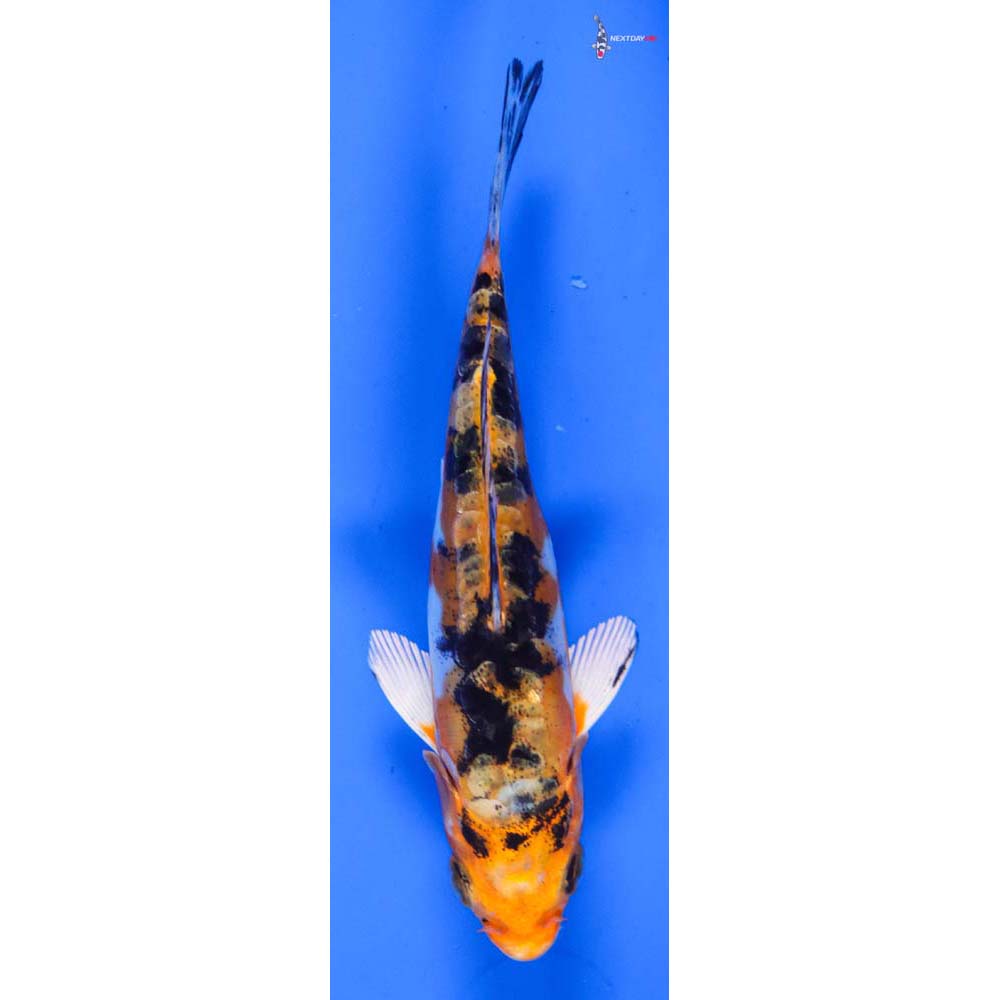 5” Imported Heisei Nishiki