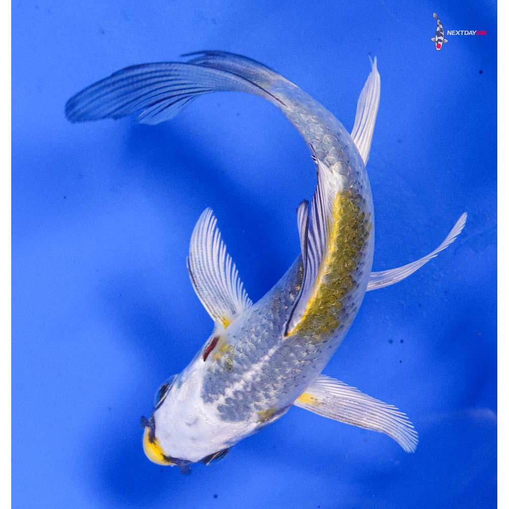 4” Imported Kujaku Butterfly Koi