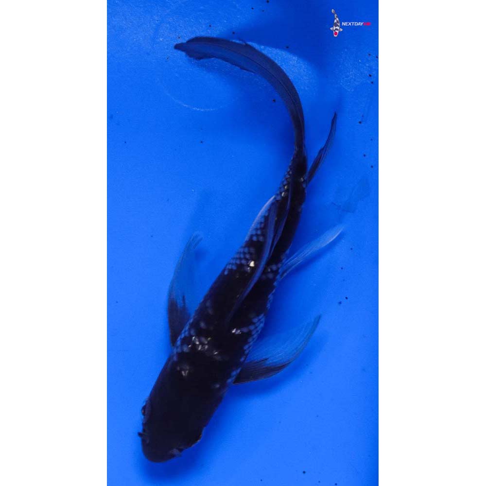 4.5” Imported Gin Rin Ochiba Shigure Butterfly Koi