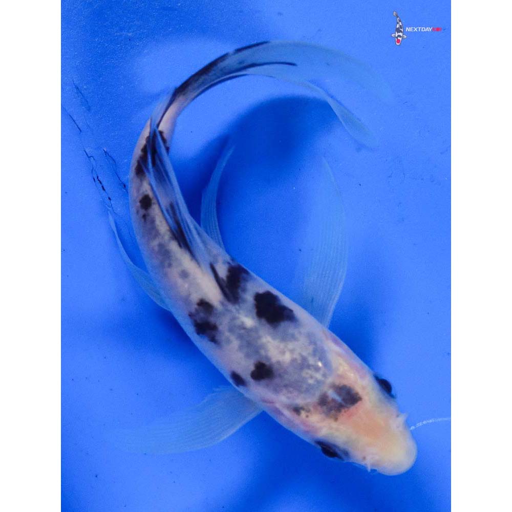 4.5” Imported Shiro Bekko Butterfly Koi