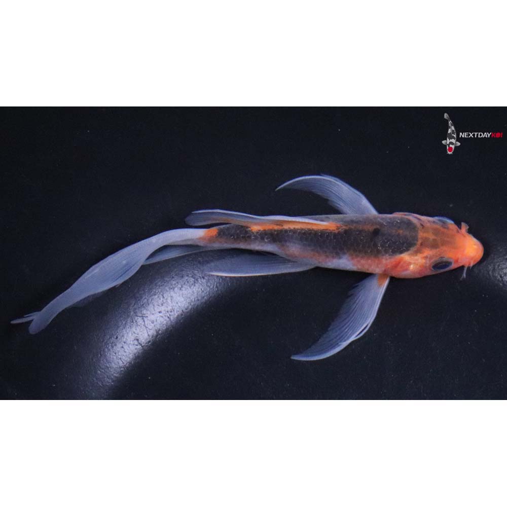 5.5” Imported Hi Asagi Butterfly Koi