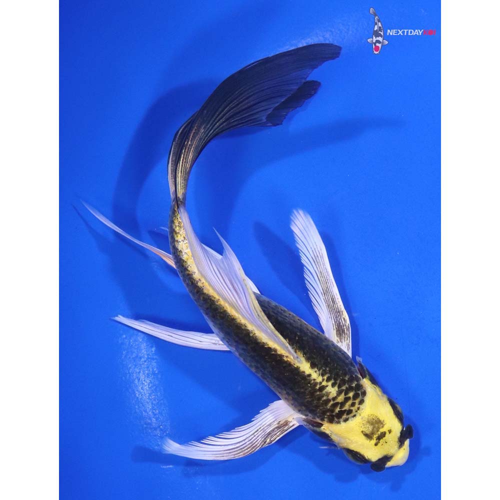 5.5” Imported Kujaku Butterfly Koi
