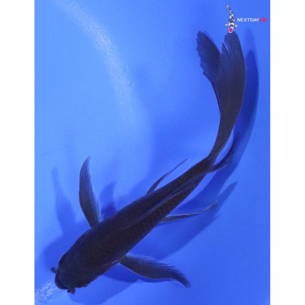 5” Imported Chagoi Butterfly Koi