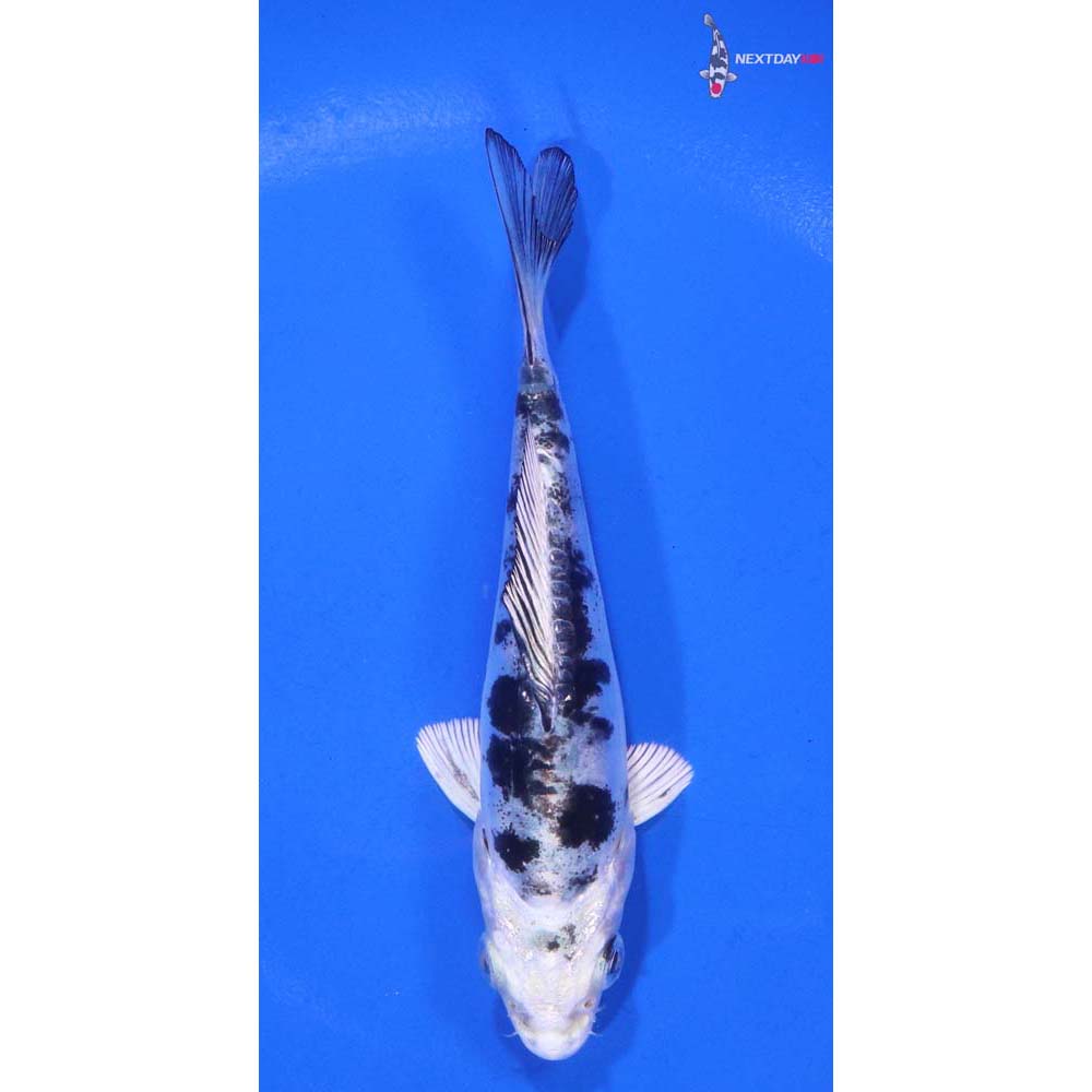 4” Imported Doitsu Gin Shiro Bekko