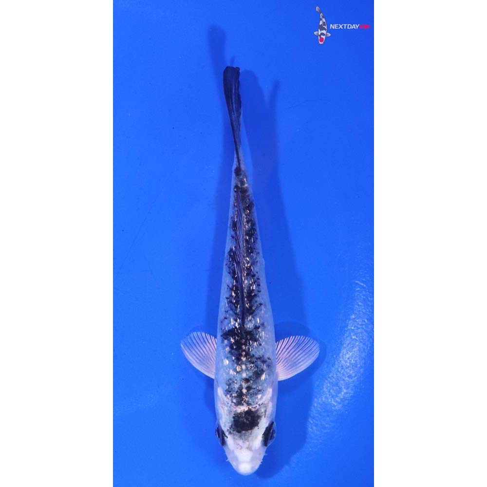 4” Imported Gin Rin Gin Shiro Bekko