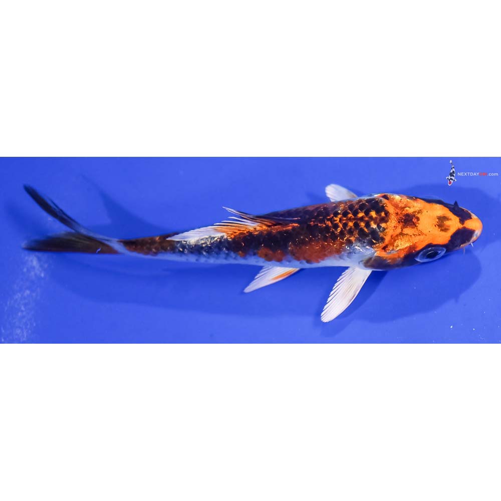 4” Imported Gin Rin Kujaku