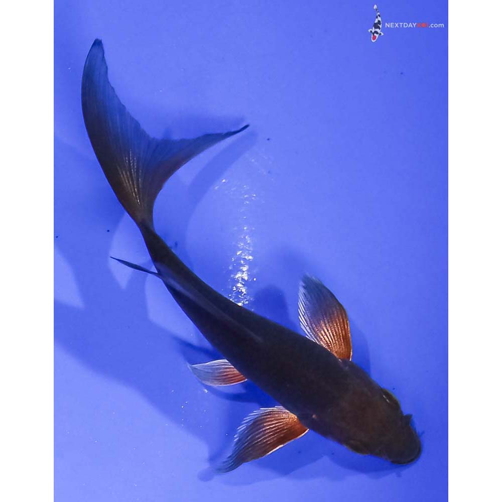 4” Imported Chagoi Butterfly Koi