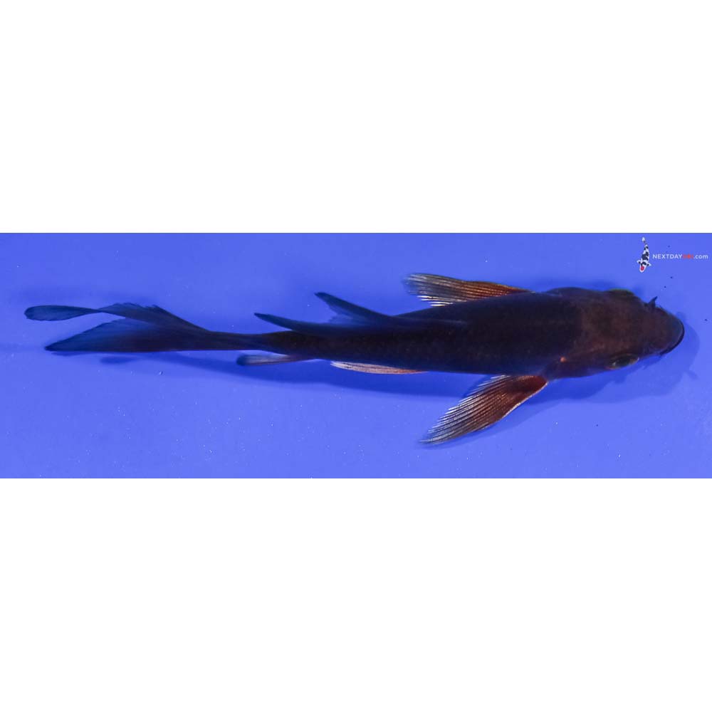 4” Imported Chagoi Butterfly Koi