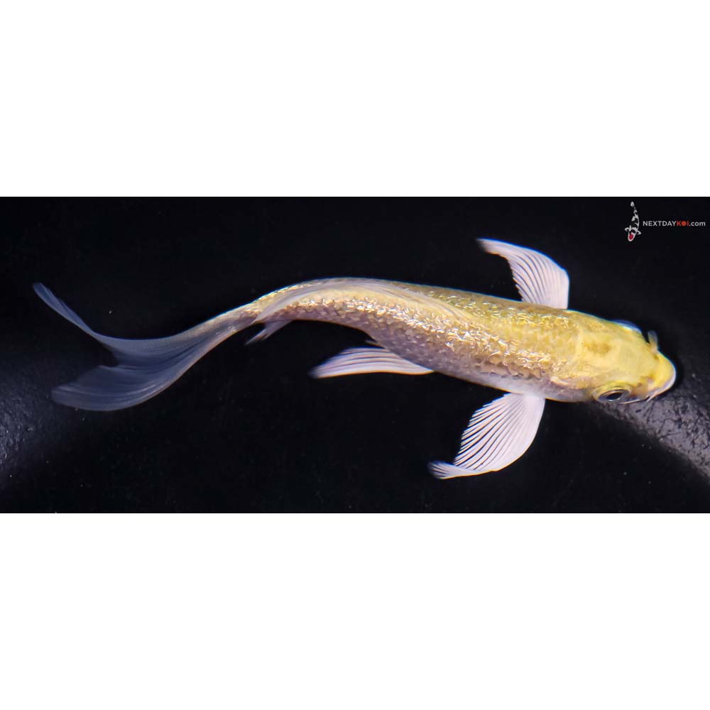 4” Imported Gin Rin Yamabuki Ogon Butterfly Koi