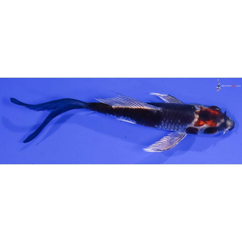 4” Imported Kujaku Butterfly Koi
