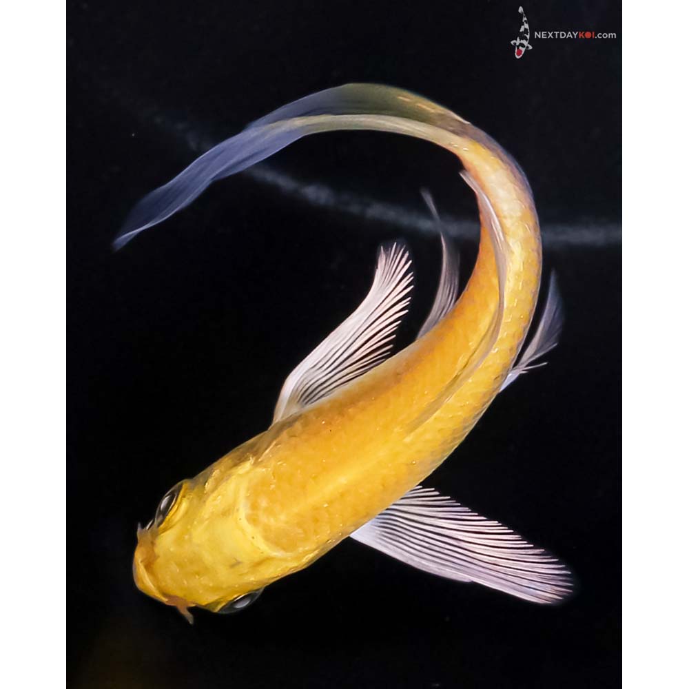 3.5” Imported Yamabuki Ogon Butterfly Koi