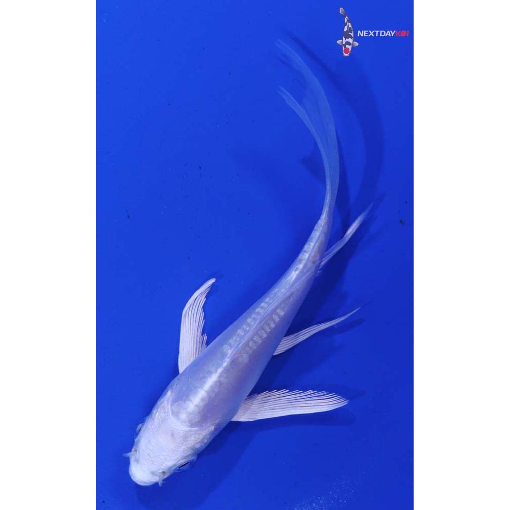 4” Imported Doitsu Platinum Ogon Butterfly Koi