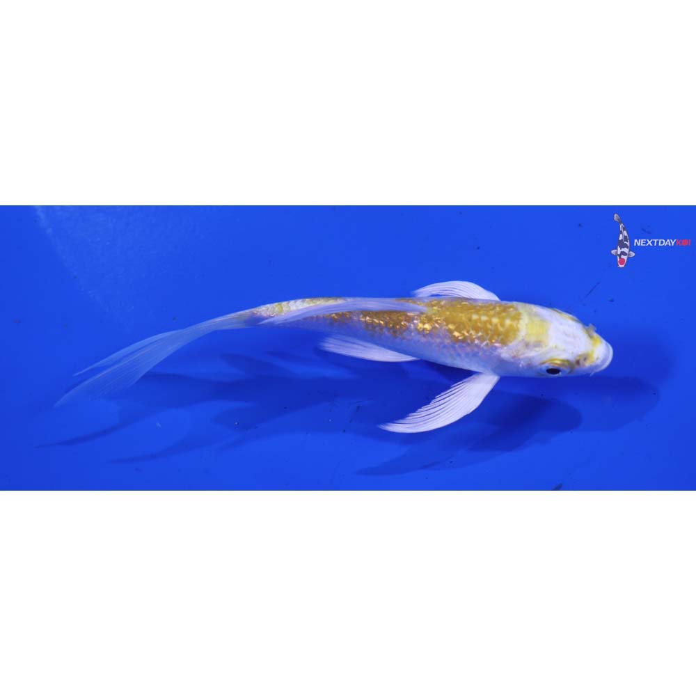 4” Imported Gin Rin Lemon Hariwake Butterfly Koi