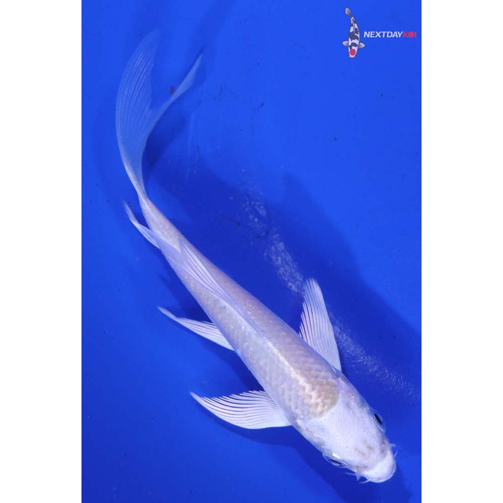 4” Imported Lemon Hariwake Butterfly Koi