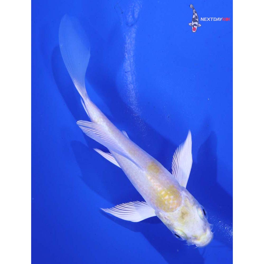 4” Imported Lemon Hariwake Butterfly Koi
