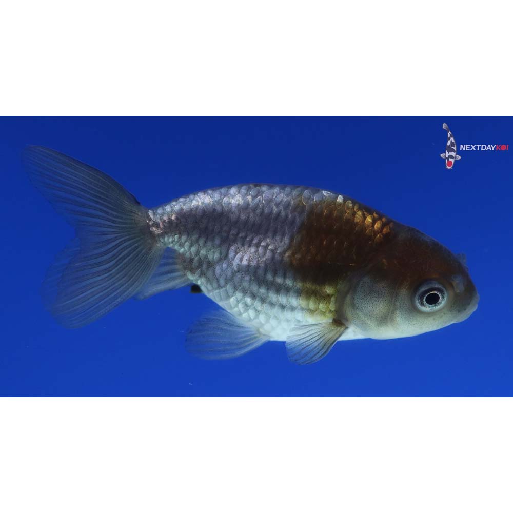 2.5” Imported Blue Ranchu