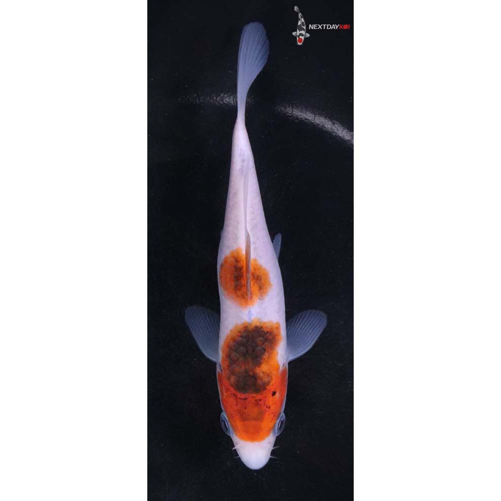 5” Imported Goromo