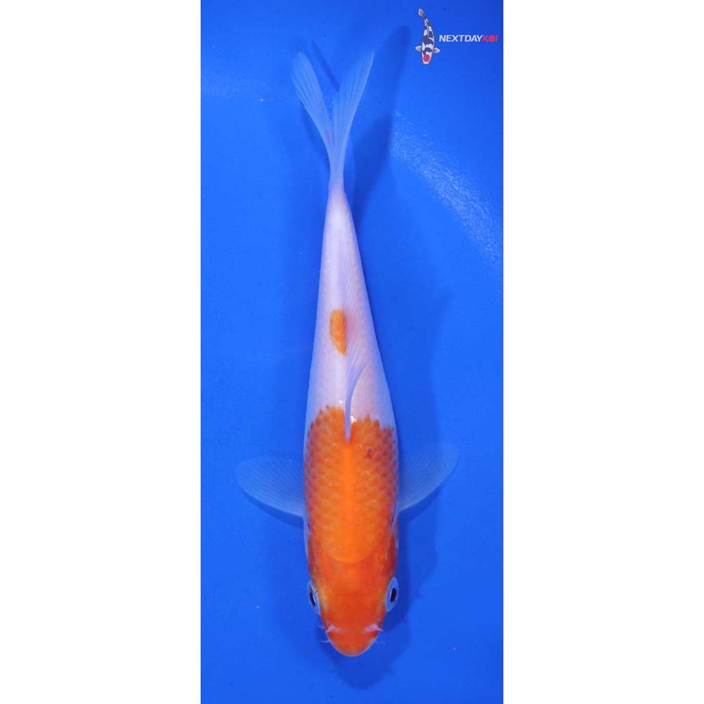 5” Imported Kohaku