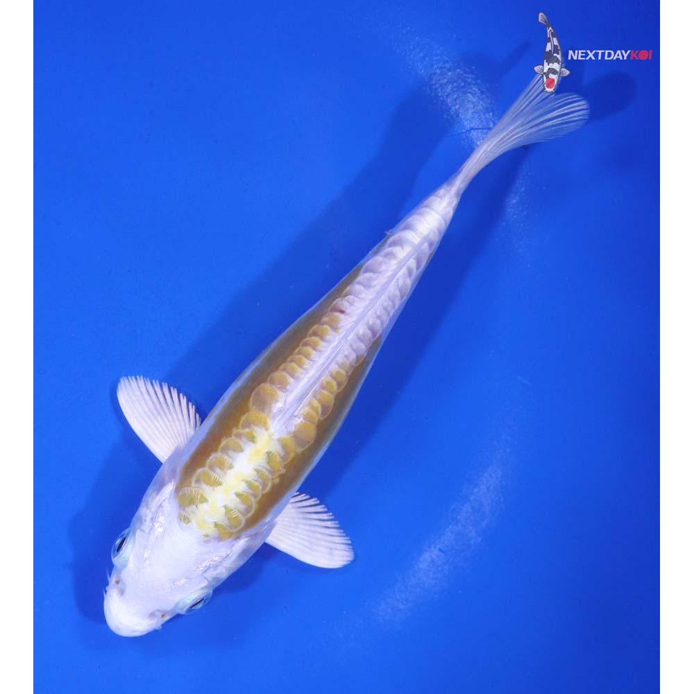 5.5” Imported Doitsu Lemon Hariwake