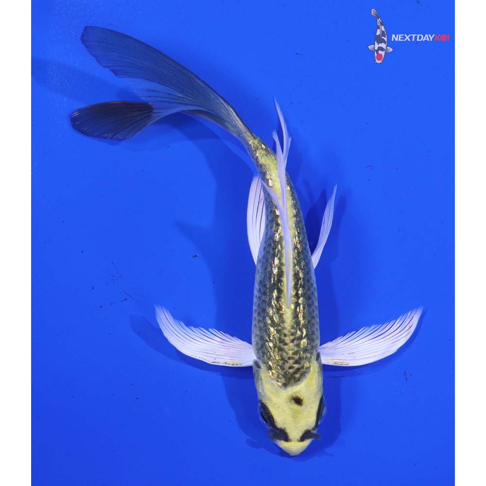 4.5” Imported Gin Rin Ki Matsuba Butterfly Koi