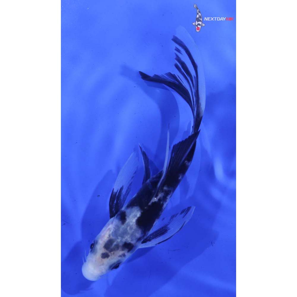 5” Imported Matsukawabakke Butterfly Koi