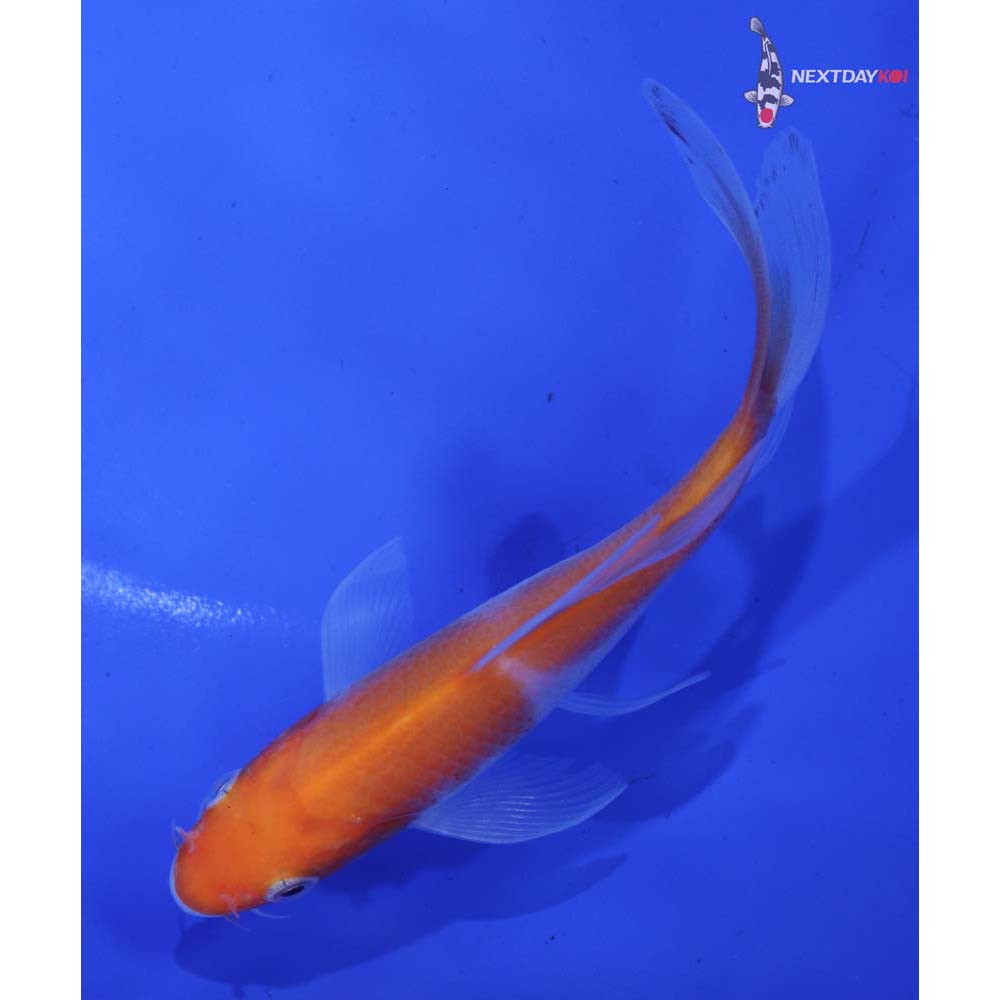 5” Imported Kohaku Butterfly Koi