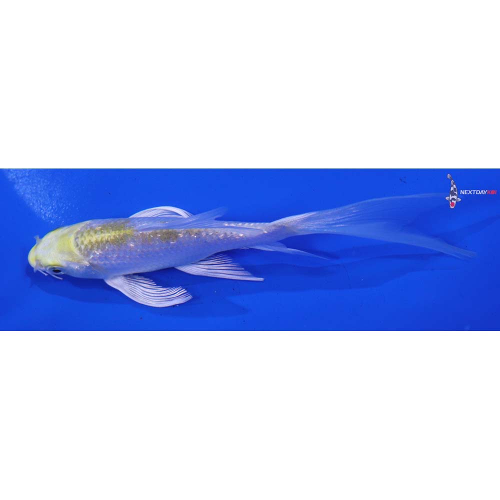 5” Imported Gin Rin Lemon Hariwake Butterfly Koi