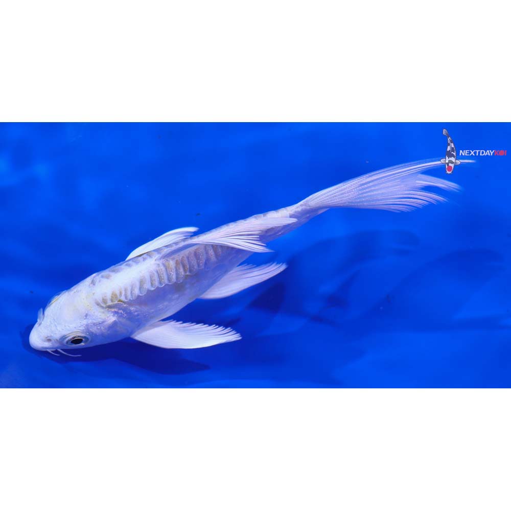 4.5” Imported Doitsu Lemon Hariwake Butterfly Koi